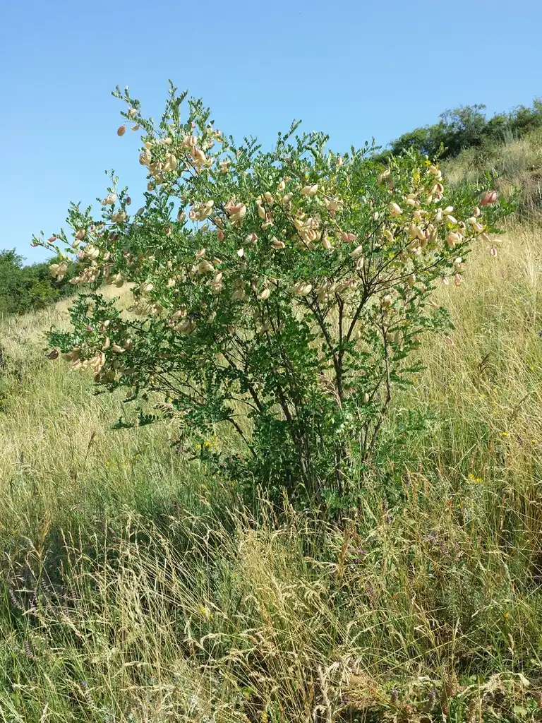 Foto de Colutea arborescens - Colutea arborescens:Stefan Lefnaer