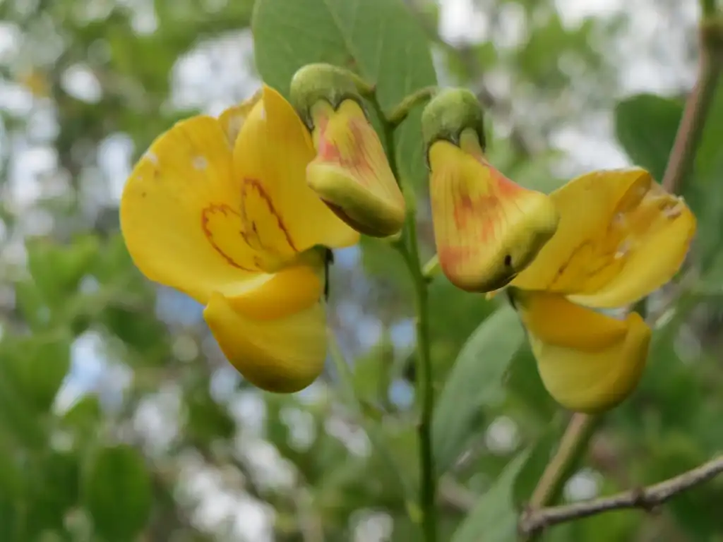 Foto de Colutea arborescens - leaves and flowers:AnRo0002