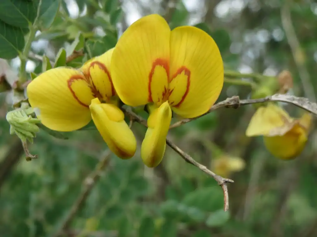Foto de Colutea arborescens - Colutea arborescens:AnRo0002
