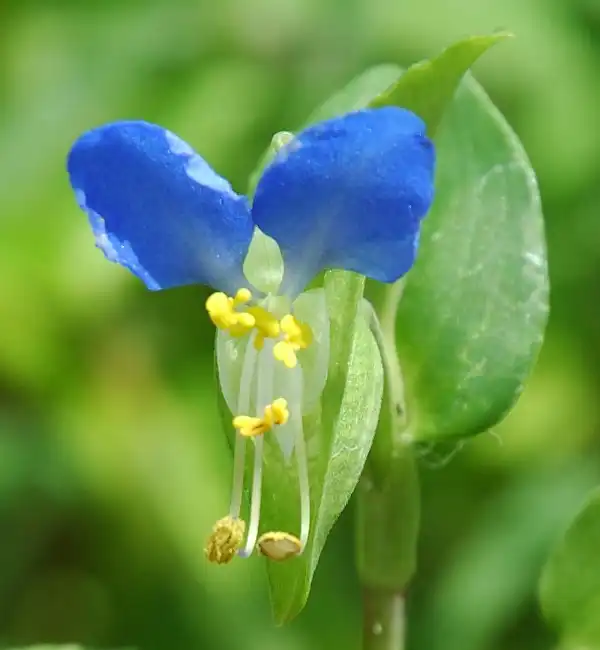 Фото Commelina communis (Commelina communiss)