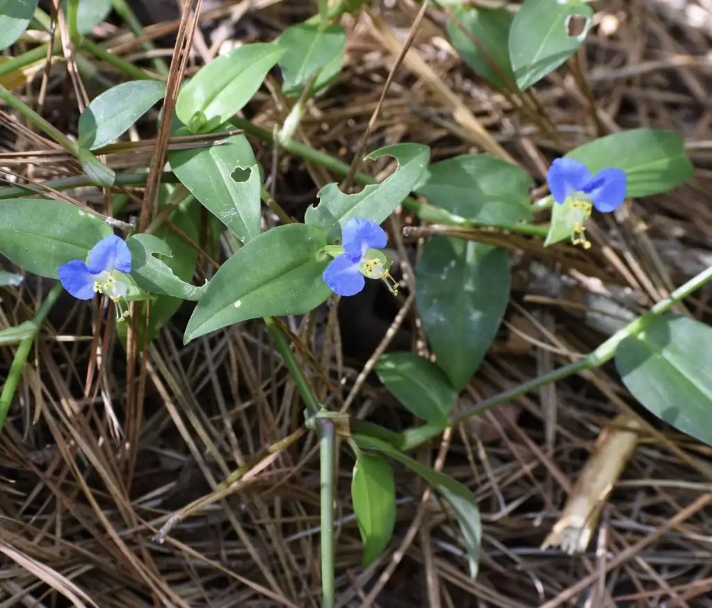 Фото Commelina communis (Commelina communiss)