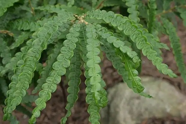 Фото Comptonia peregrina (Comptonia peregrinas)