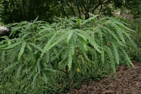 Фото Comptonia peregrina (Comptonia peregrinas)