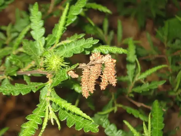 Фото Comptonia peregrina - Male (catkins brown) and female flowers:Jomegat