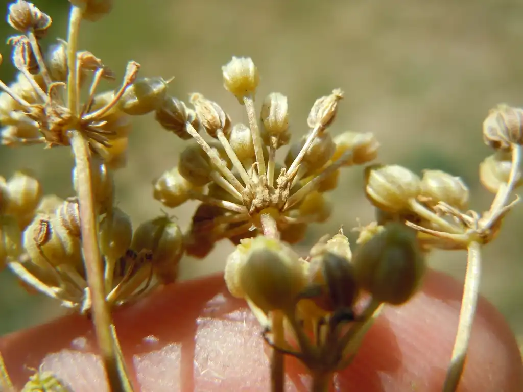 Photo of Conium maculatum (Conium maculatums)