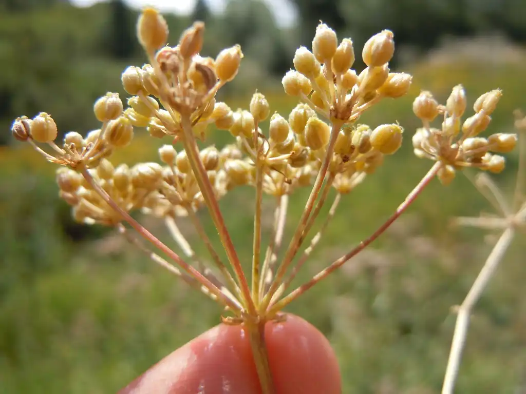 Photo of Conium maculatum (Conium maculatums)