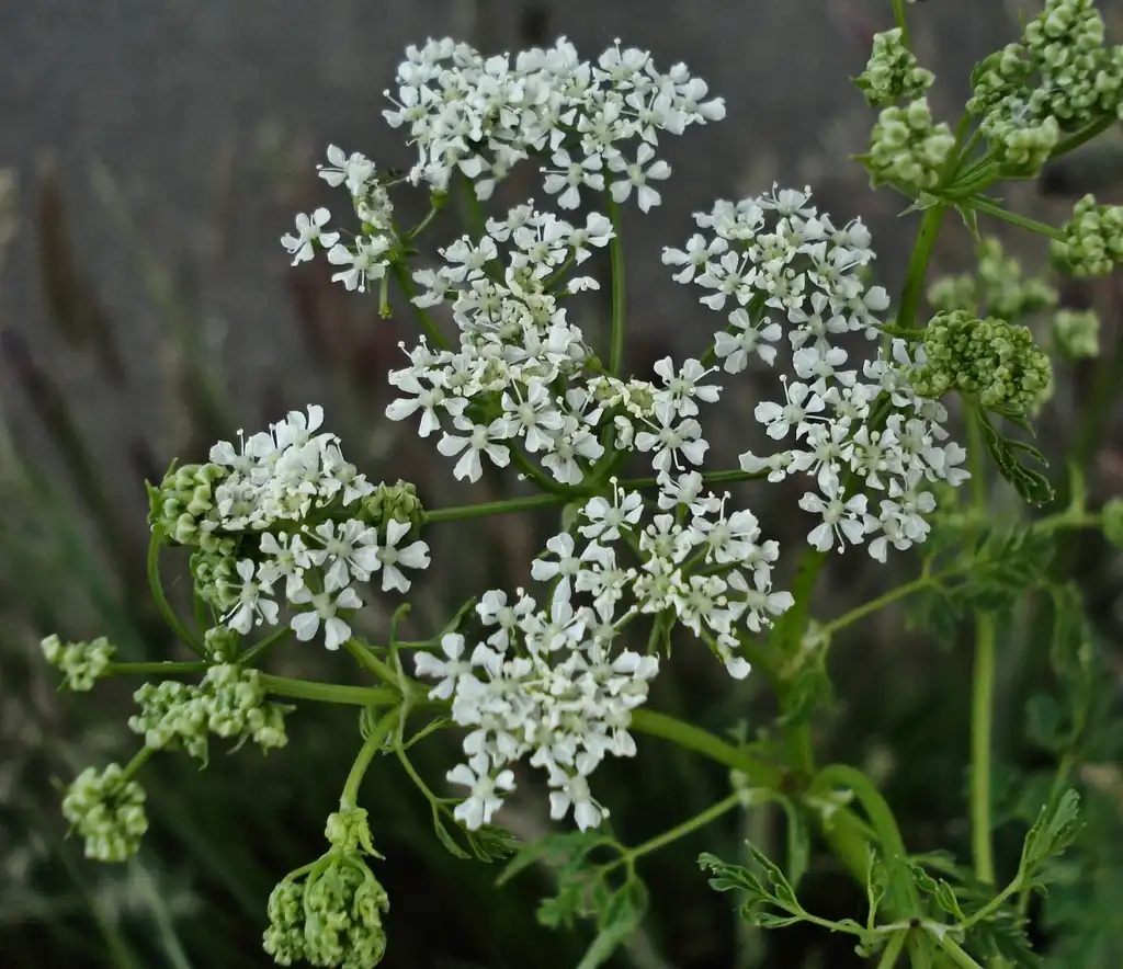 Photo of Conium maculatum - Conium Maculatum:Mick Talbots