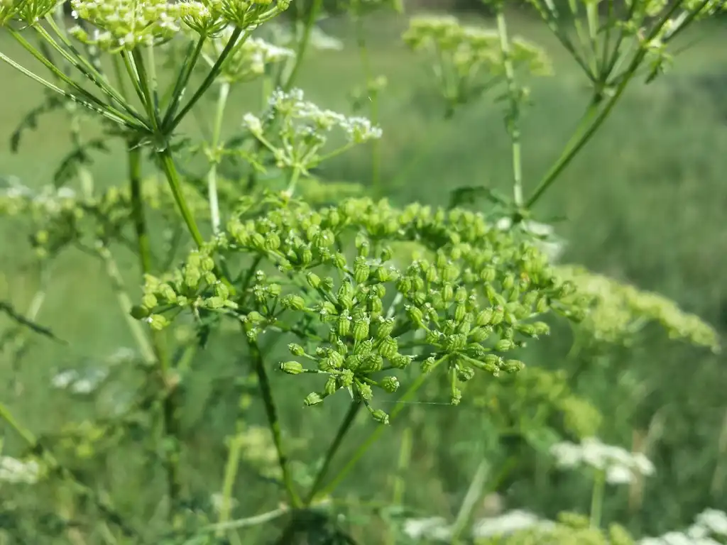Photo of Conium maculatum - Conium Maculatum:Stefan.lefnaer