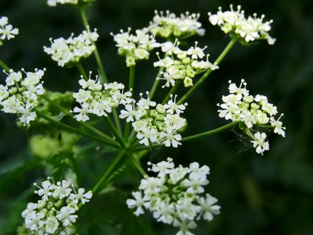 Photo of Conium maculatum - Conium Maculatum:Аимаина хикари