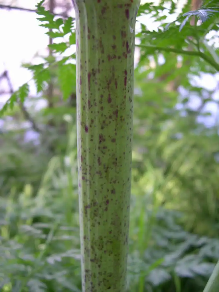 Photo of Conium maculatum - Conium maculatum stem:Thayne Tuason