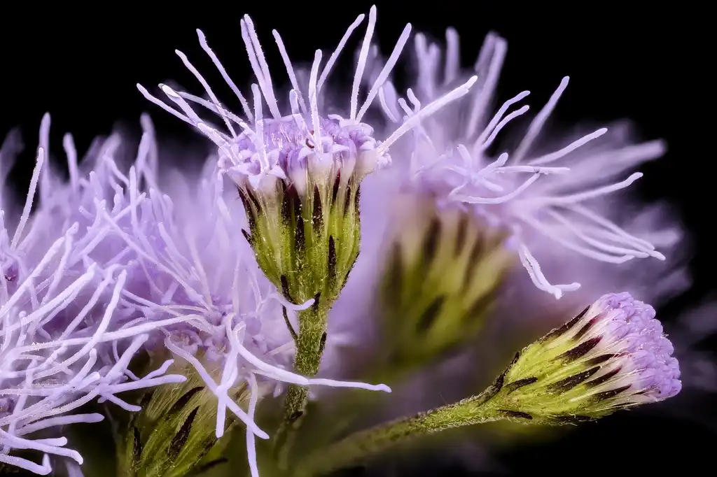 Photo of Conoclinium coelestinum (Conoclinium coelestinums)