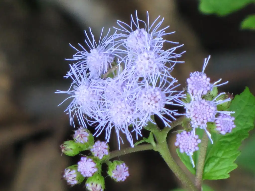 Photo of Conoclinium coelestinum (Conoclinium coelestinums)
