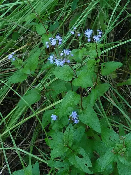 Photo of Conoclinium coelestinum - leaves and flowers:Eleanor