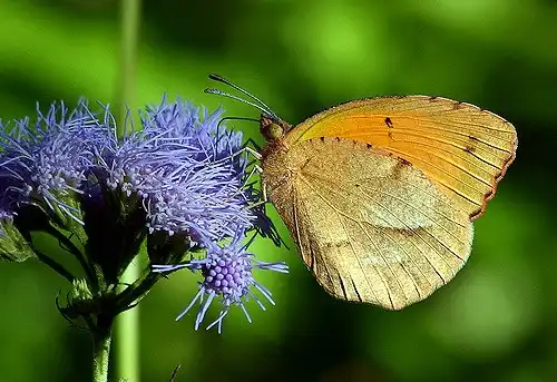 Photo of Conoclinium coelestinum - flower:TexasEagle