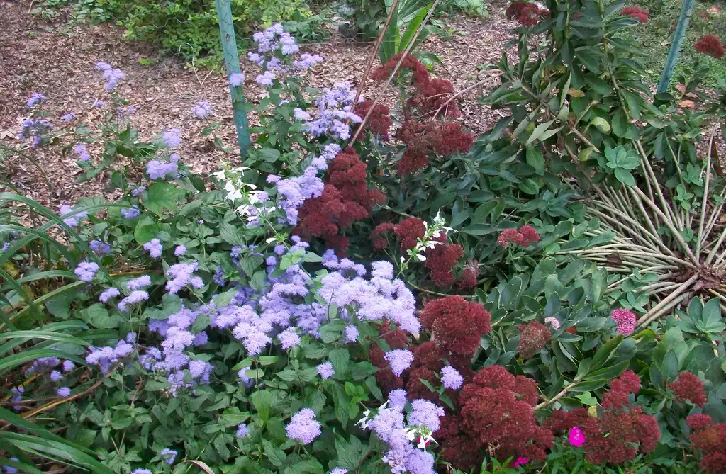 Photo of Conoclinium coelestinum - white blooms with sedum, fall, Iredell County, NC:Eva Munday