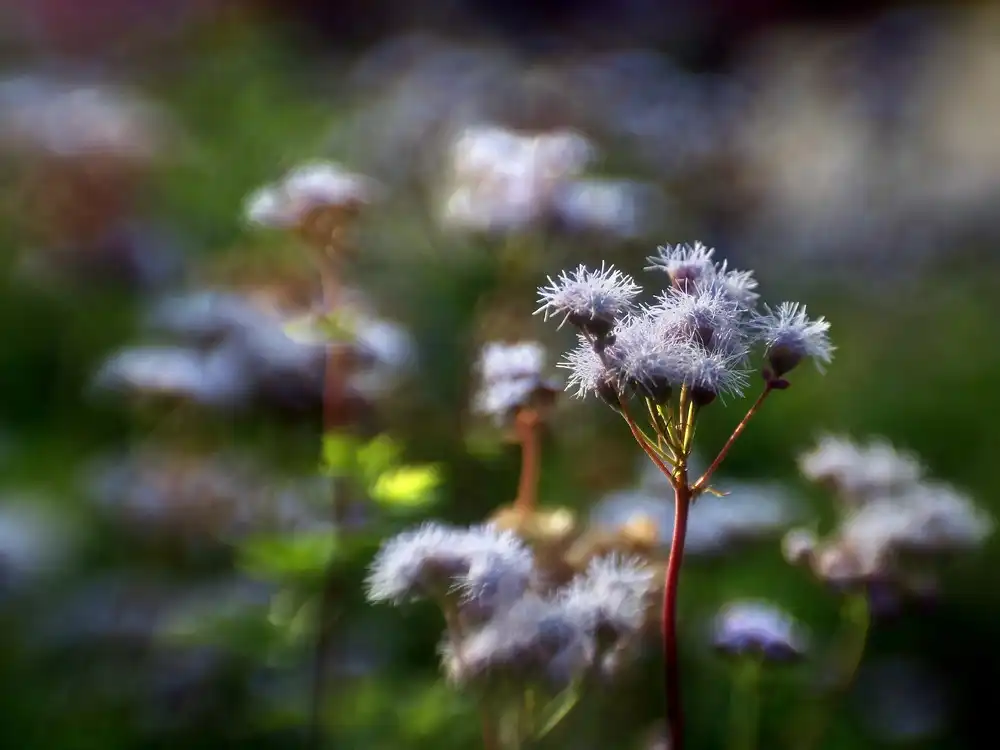 Foto de Conoclinium greggii (Conoclinium greggiis)