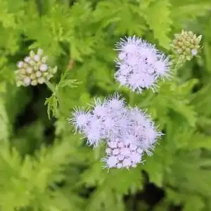 Foto de Conoclinium greggii (Conoclinium greggiis)