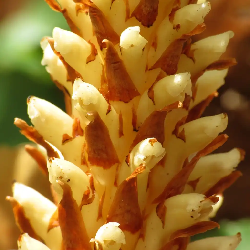 Photo of Conopholis americana (Conopholis americanas)