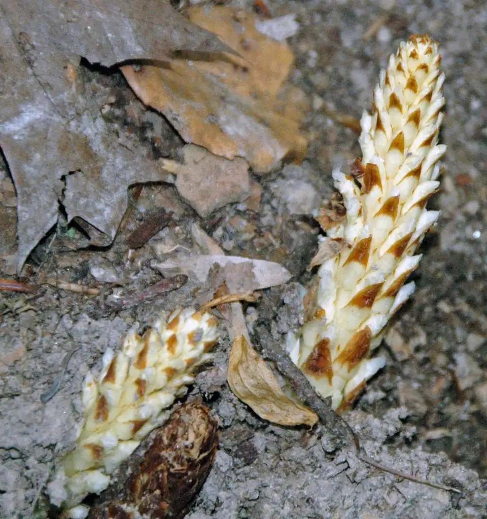 Photo of Conopholis americana (Conopholis americanas)