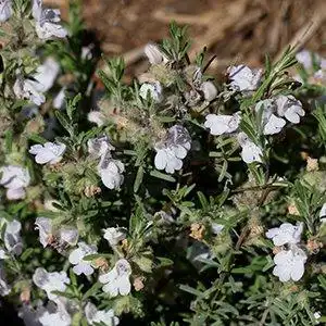 Фото Conradina canescens (Conradina canescenss)