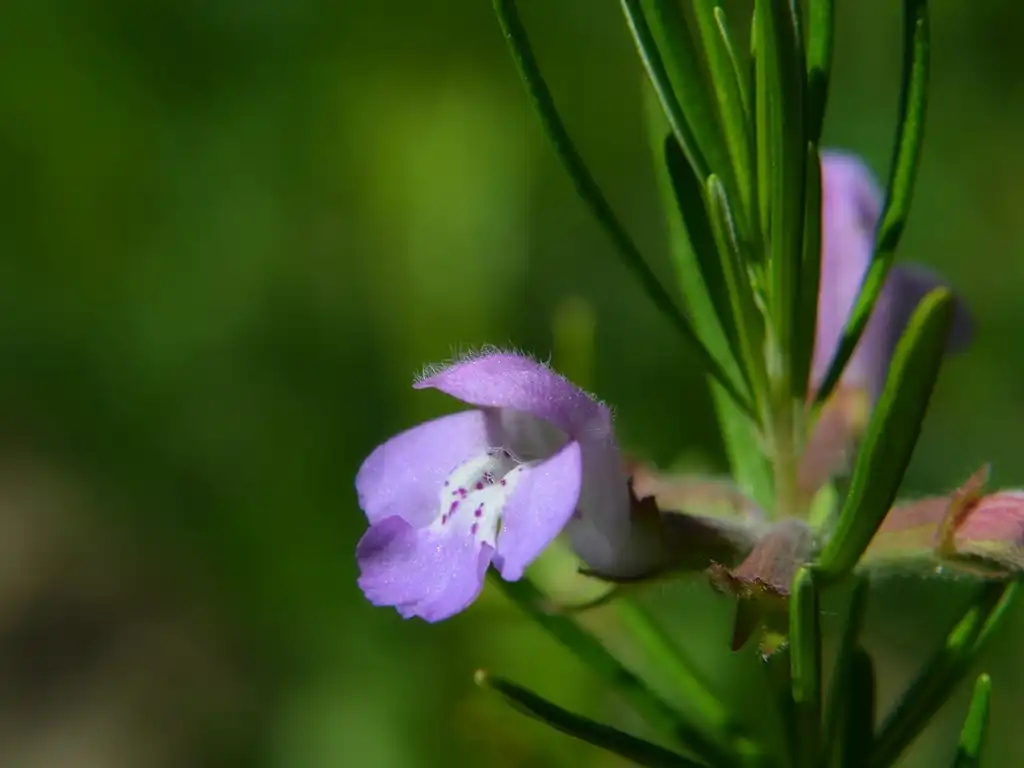 Photo of Conradina verticillata (Conradina verticillatas)