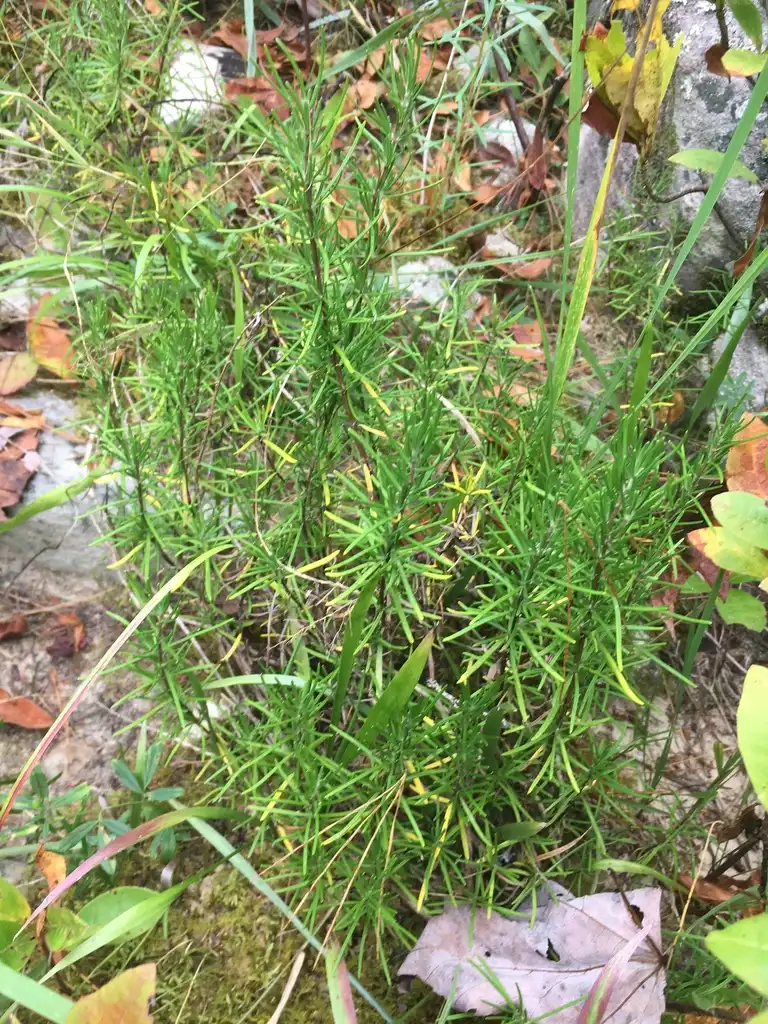 Photo of Conradina verticillata - Form:theo_witsell