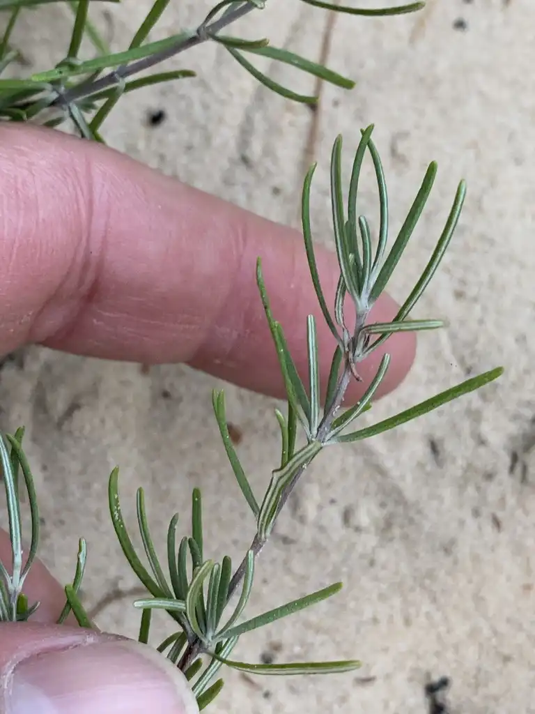 Photo of Conradina verticillata - Leaf closeup:Dwayne Estes