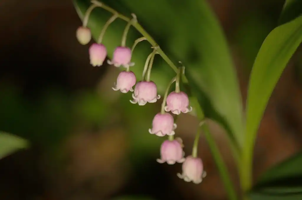 Photo of Convallaria majalis (Convallaria majaliss)