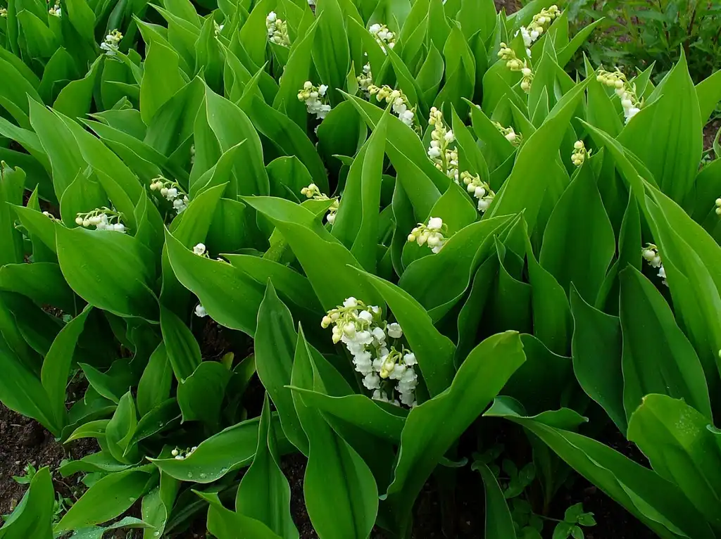 Photo of Convallaria majalis (Convallaria majaliss)