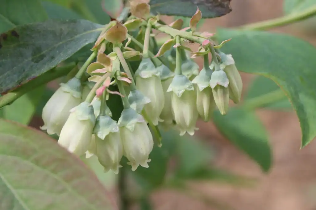 Photo of Convallaria majalis - Flower Pods (Johnston County,NC):Chris Alberti
