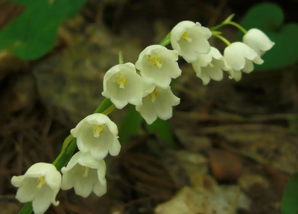 Photo of Convallaria pseudomajalis (Convallaria pseudomajaliss)