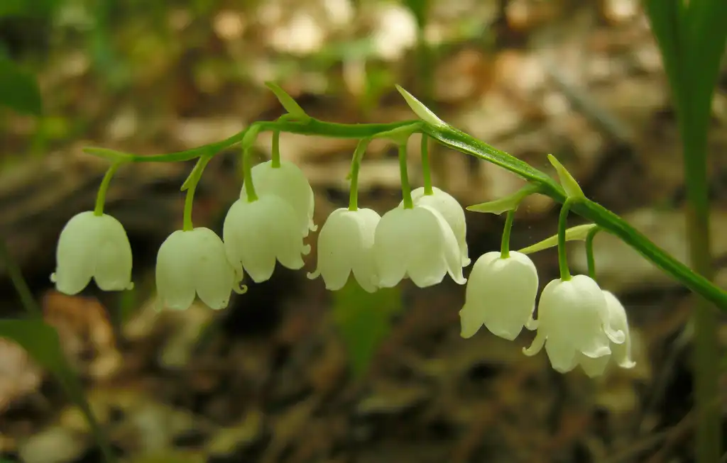 Photo of Convallaria pseudomajalis (Convallaria pseudomajaliss)