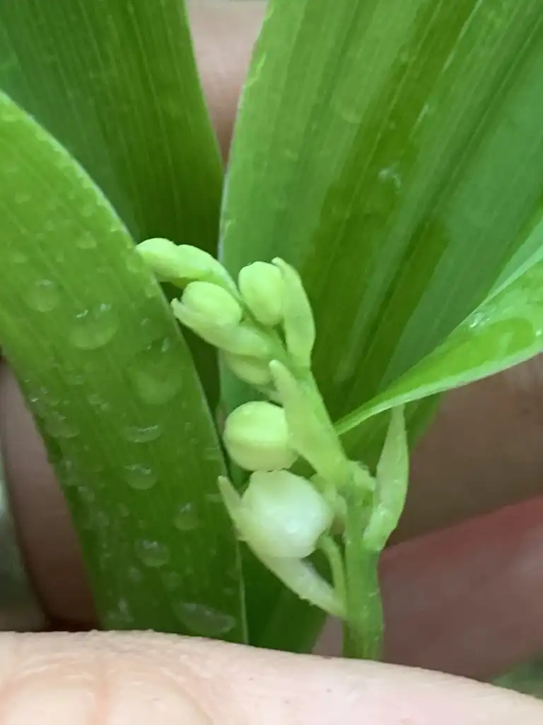 Photo of Convallaria pseudomajalis - Flower buds:Dwayne Estes