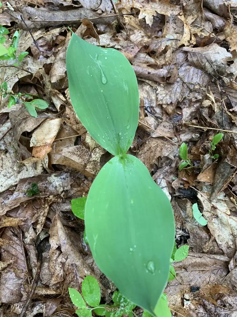 Photo of Convallaria pseudomajalis - Leaves:Dwayne Estes