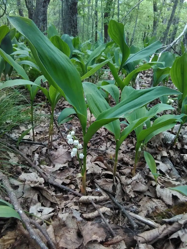 Photo of Convallaria pseudomajalis - Native habitat:jdietrch