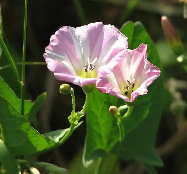 Фото Convolvulus arvensis (Convolvulus arvensiss)