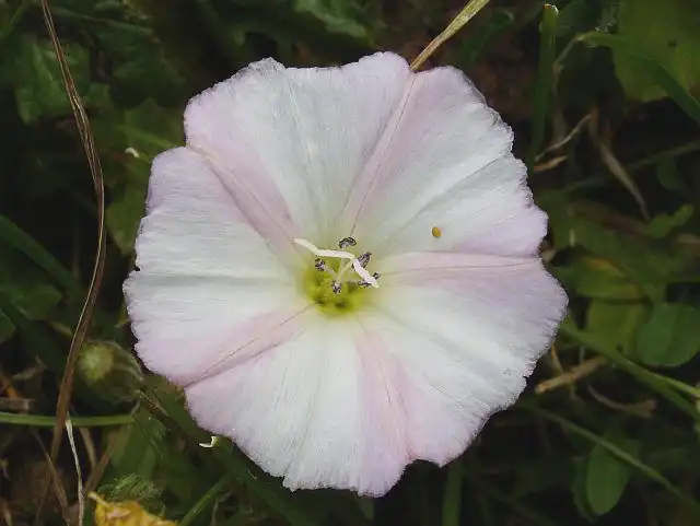 Фото Convolvulus arvensis (Convolvulus arvensiss)