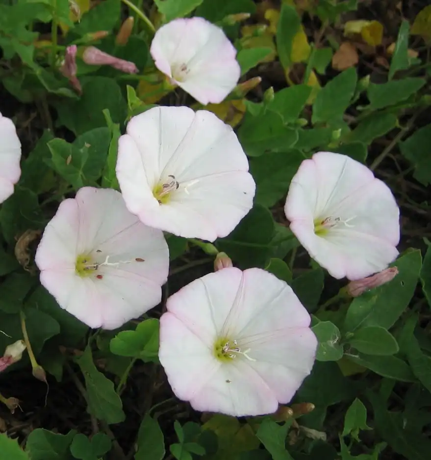 Фото Convolvulus arvensis - leaves and flowers:Phil Sellens