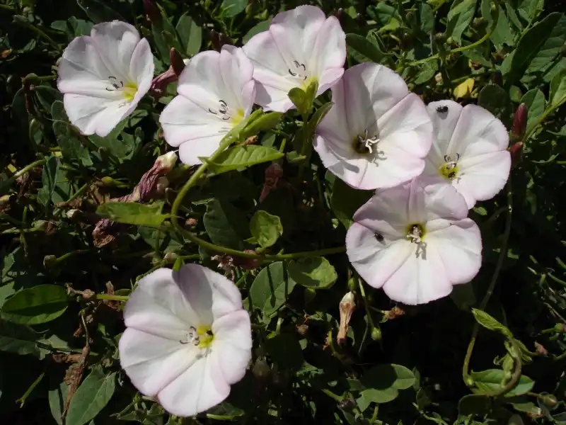Фото Convolvulus arvensis - leaves and flowers:Bouba