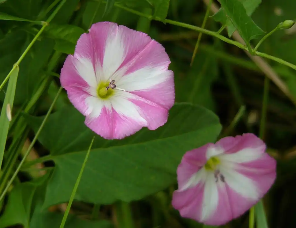 Фото Convolvulus arvensis - leaves and flowers:Manfred Heyde
