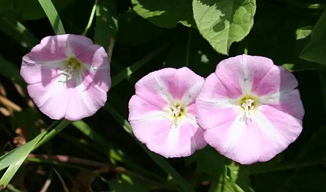 Фото Convolvulus arvensis - leaves and flowers:Anne-Burgess