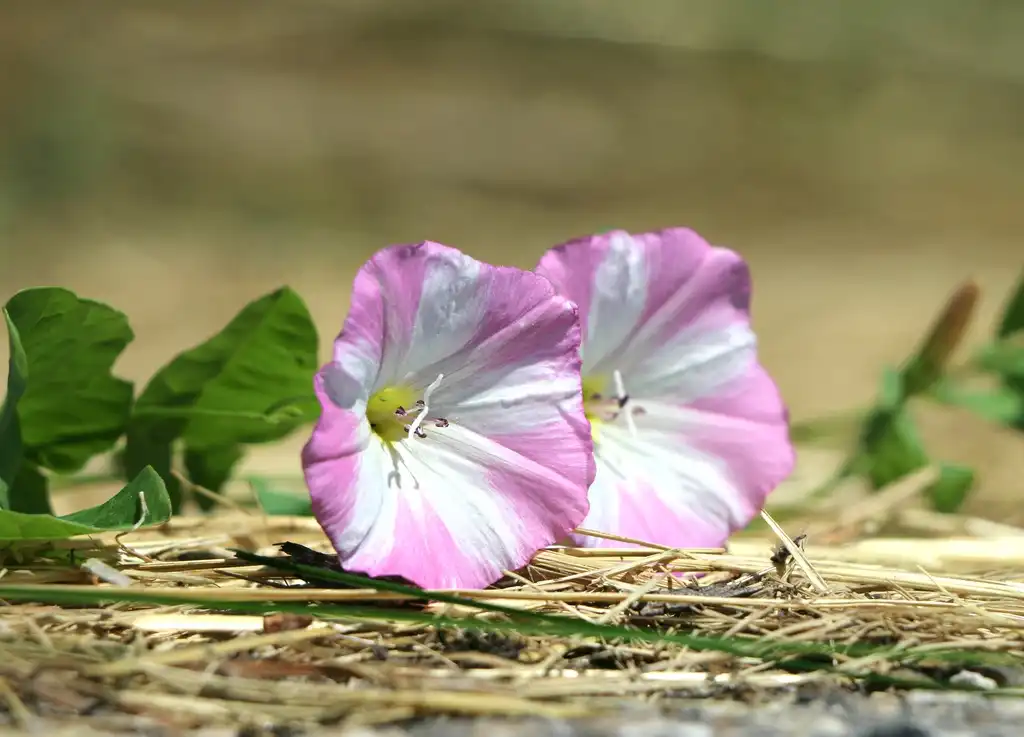 Фото Convolvulus arvensis - leaves and flowers:Svklimkin
