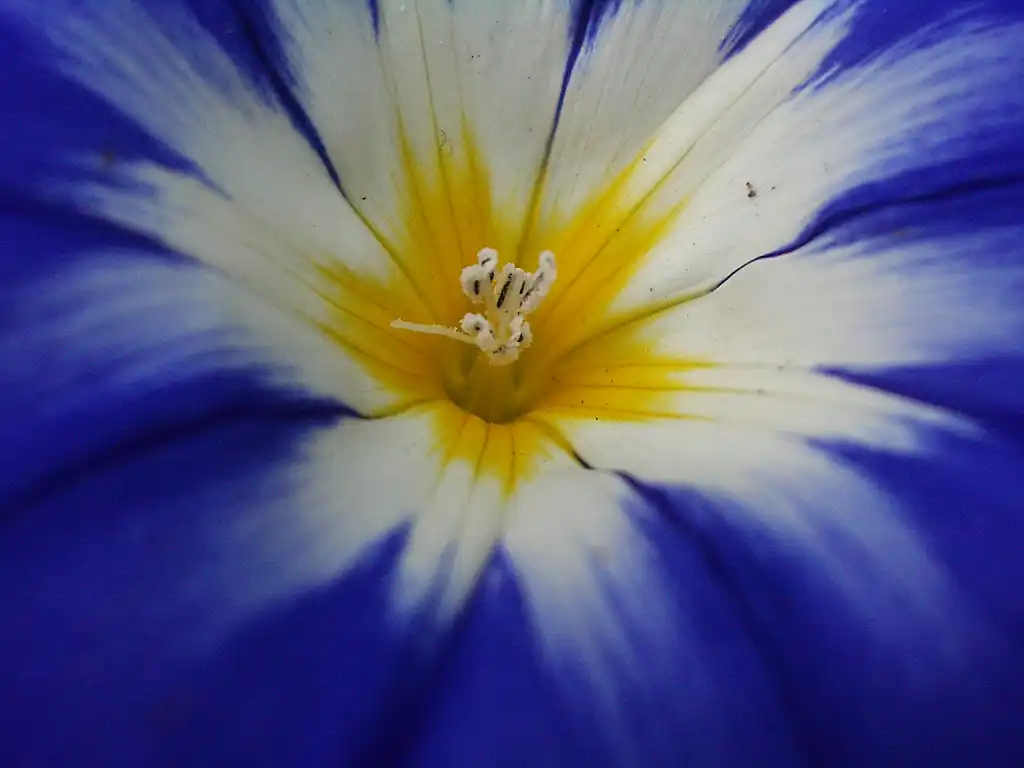 Фото Convolvulus tricolor (Convolvulus tricolors)
