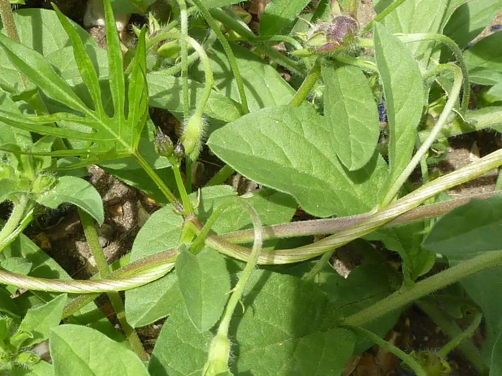 Фото Convolvulus tricolor (Convolvulus tricolors)