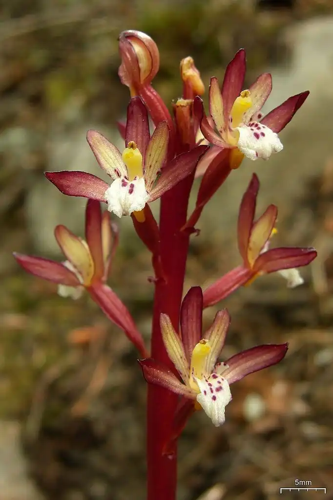 Photo of Corallorhiza maculata (Corallorhiza maculatas)