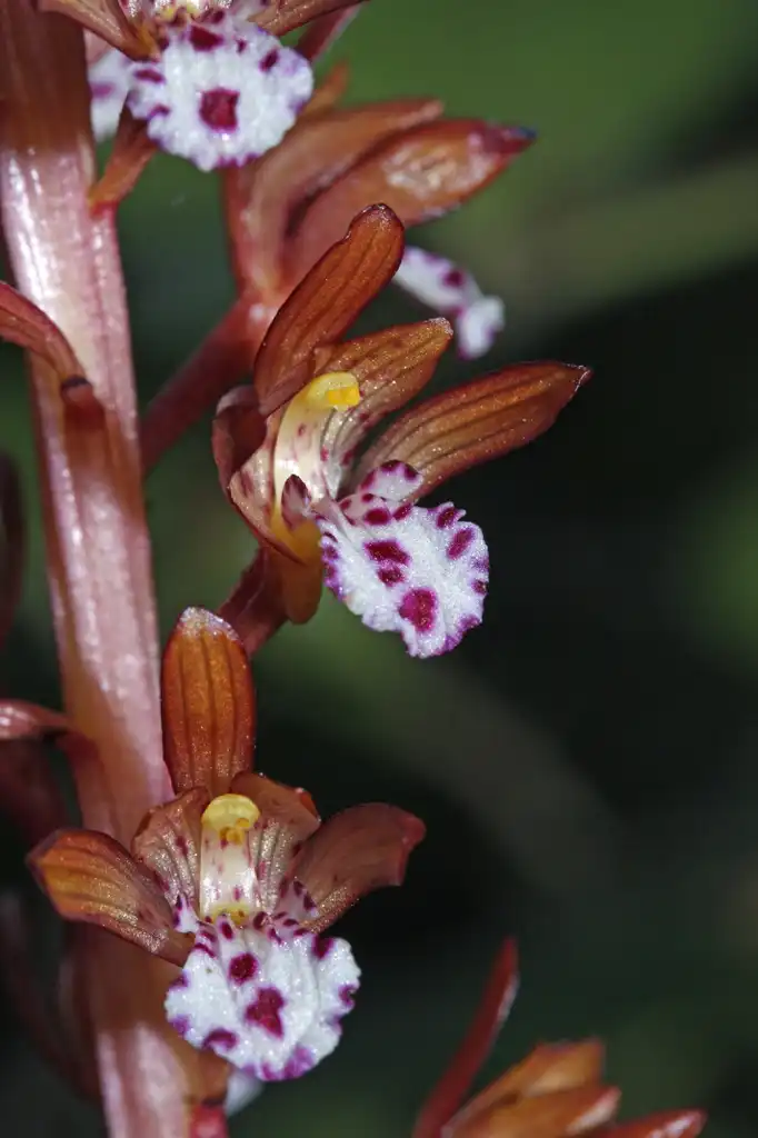 Photo of Corallorhiza maculata (Corallorhiza maculatas)