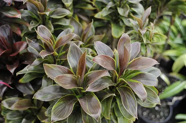 Photo of Cordyline fruticosa (Cordyline fruticosas)