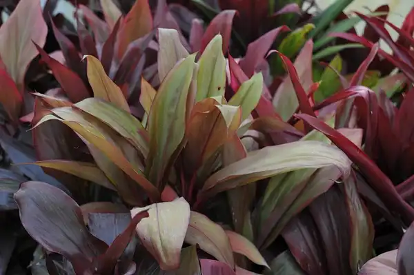 Photo of Cordyline fruticosa (Cordyline fruticosas)