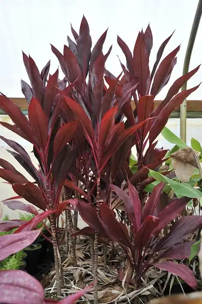 Photo of Cordyline fruticosa - leaves:Megan Hansen