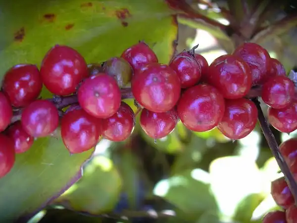 Photo of Cordyline fruticosa - berries:Forest and Kim Starr
